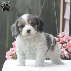Sonny, Cavapoo Puppy